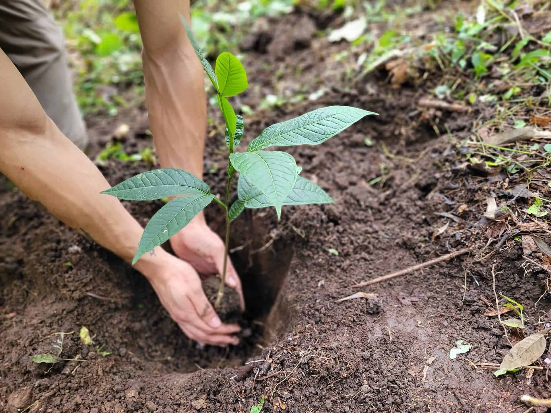 A group of volunteers planting trees